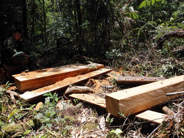 Cần phối hợp chặt chẽ giữa các lực lượng trong bảo vệ rừng ảnh 1