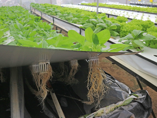 Nông dân Đà Lạt thành công với trồng rau trong không khí ảnh 1