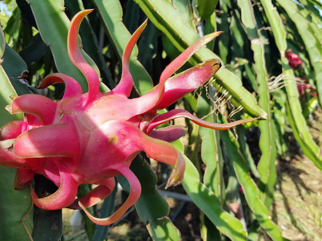 Việt Nam-Australia thúc đẩy thương mại trong lĩnh vực nông nghiệp ảnh 1