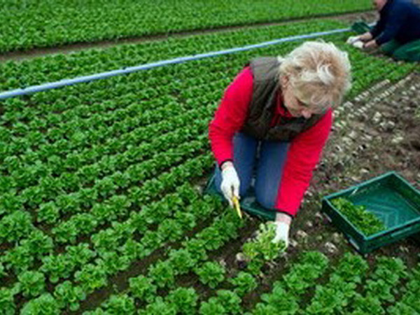 Kim ngạch xuất khẩu nông sản Italy đạt cao kỷ lục ảnh 1