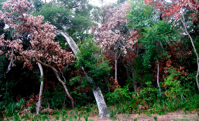 Chính phủ Honduras ban bố tình trạng khẩn cấp do nạn bọ vòi voi ảnh 1