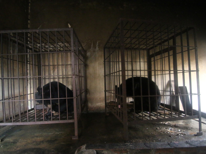 Cứu hộ thành công 2 cá thể gấu ngựa quý từ hòn đảo Ba Mùn ảnh 3