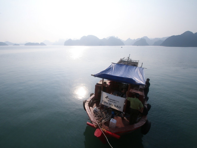 Cứu hộ thành công 2 cá thể gấu ngựa quý từ hòn đảo Ba Mùn ảnh 2