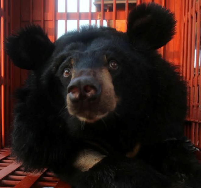 Cứu hộ thành công 2 cá thể gấu ngựa quý từ hòn đảo Ba Mùn ảnh 1