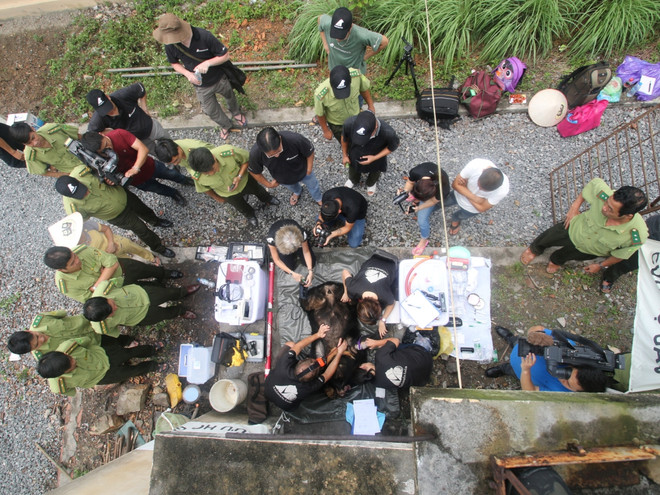 Cứu hộ thành công 2 cá thể gấu ngựa quý từ hòn đảo Ba Mùn ảnh 4