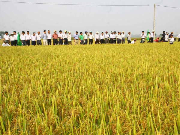 Hà Nội khảo nghiệm thành công giống lúa mới cho năng suất cao ảnh 1