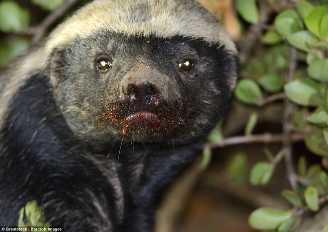 [Photo] Thằn lằn bị kẻ thù ăn thịt khi đang mải làm “chuyện ấy” ảnh 4