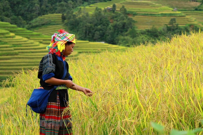 Mù Cang Chải: Vẻ đẹp say lòng du khách giữa núi rừng Tây Bắc ảnh 5