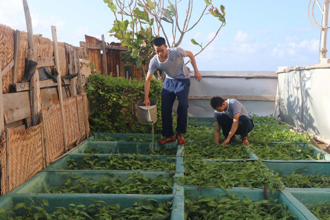 Chiến sỹ đảo Đá Lớn, quần đảo Trường Sa chăm sóc vườn rau xanh trên đảo. (Ảnh: Nguyễn Văn Nhật/TTXVN) Sức xuân nơi đầu sóng: Đón Tết ở vùng biển đảo thiêng liêng Trường Sa ảnh 3