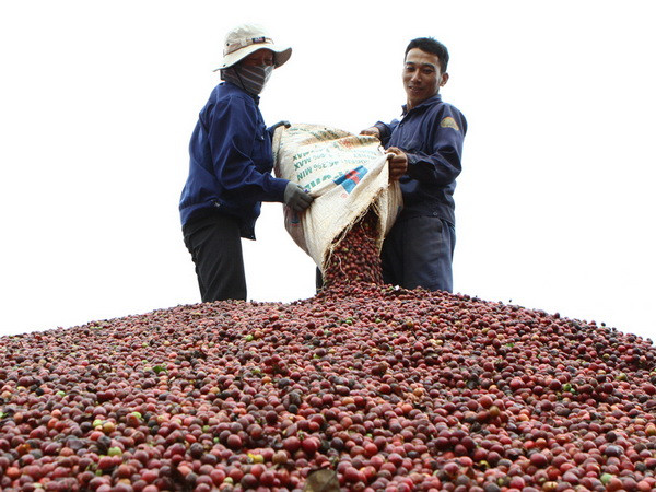 235 doanh nghiệp dự Hội chợ triển lãm chuyên ngành càphê năm 2015 ảnh 1