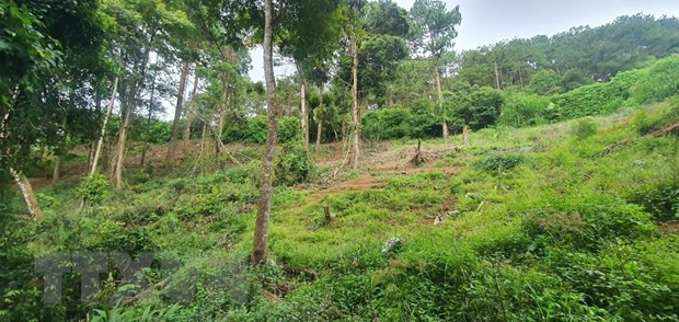 Xử lý nghiêm nhóm đối tượng hành hung nhân viên rừng phòng hộ Đại Ninh ảnh 1