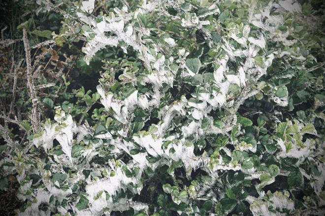 Đêm 26/12, vùng núi cao Bắc Bộ có khả năng xảy ra băng giá, sương muối ảnh 1