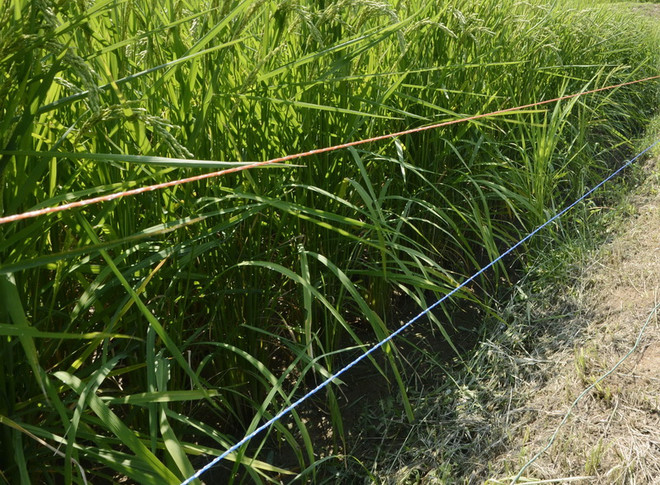 Nhật Bản tổng kiểm tra các hàng rào điện sau tai nạn chết người ảnh 1