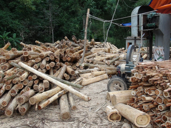 Doanh nghiệp gỗ "ăn đong" nguyên liệu, sản xuất cầm chừng ảnh 1
