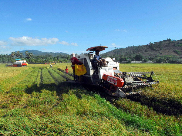 Giá lúa Hè Thu duy trì ổn định ở mức tương đối cao đến cuối vụ ảnh 1