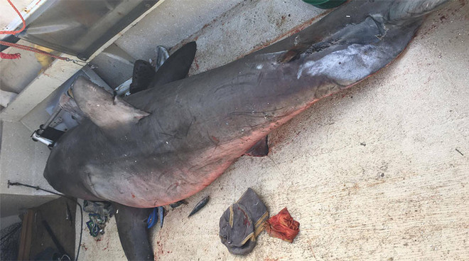 Ngư dân lão luyện phát hoảng khi cá mập khổng lồ nhảy vào thuyền ảnh 1