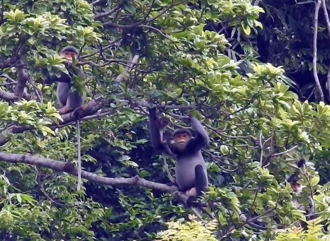 Quảng Nam sẽ thành lập Khu bảo tồn loài sinh cảnh vọoc chà vá chân xám ảnh 1