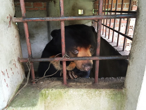 Trung tâm cứu hộ gấu Tam Đảo tiếp nhận một cá thể gấu chó 50kg ảnh 1