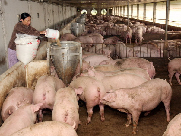 Tây Nguyên ưu tiên phát triển loại hình kinh tế trang trại ảnh 1