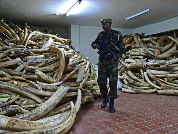 Kenya thu giữ số lượng lớn sản phẩm động vật hoang dã quý hiếm ảnh 1