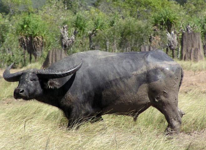 Australia bác kêu gọi ngừng xuất khẩu gia súc sống sang Việt Nam ảnh 1