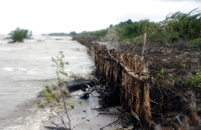 Hàng chục điểm đê biển tại Cà Mau tiếp tục sạt lở nghiêm trọng ảnh 1