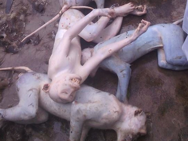 Kinh hoàng một thanh niên giết hại khỉ dã man rồi khoe ảnh trên mạng ảnh 3