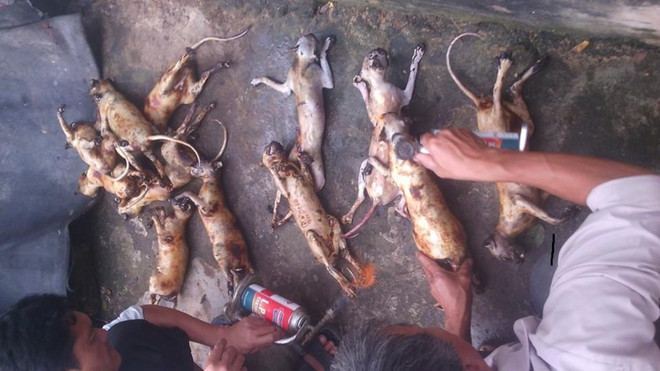 Kinh hoàng một thanh niên giết hại khỉ dã man rồi khoe ảnh trên mạng ảnh 4