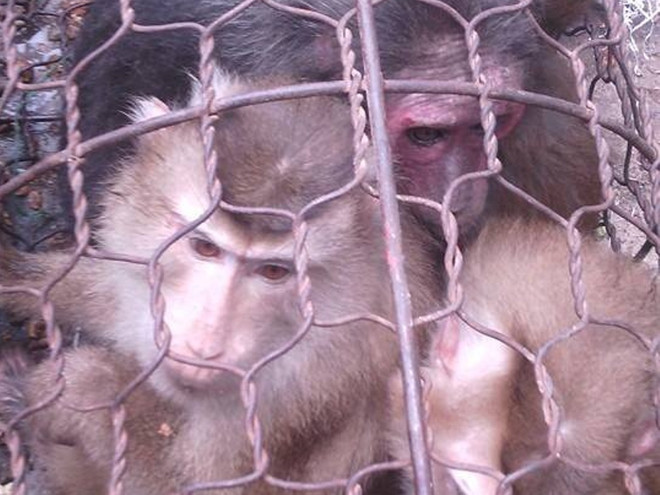 Kinh hoàng một thanh niên giết hại khỉ dã man rồi khoe ảnh trên mạng ảnh 2