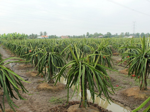 Thực hư việc thương lái Trung Quốc thu mua hoa thanh long ảnh 1