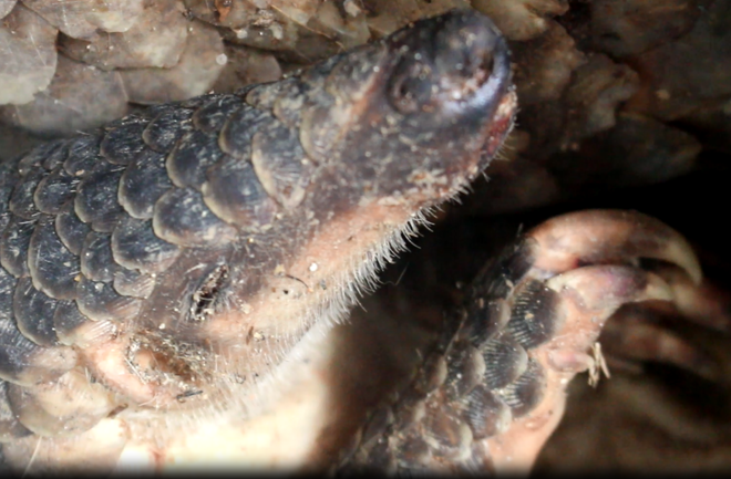 Tê tê chết tại “nhà xác đông lạnh” ở Sóc Sơn sẽ được xử lý thế nào? ảnh 2