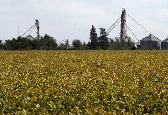 Sản lượng đậu tương của Argentina niên vụ 2014-2015 đạt kỷ lục ảnh 1