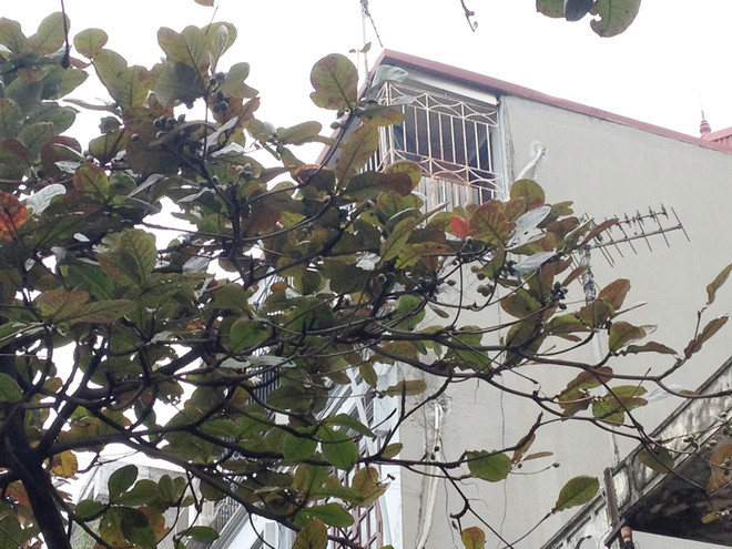 Con cháu chúng ta sẽ ra sao khi Hà Nội vắng mùa Đông? ảnh 3