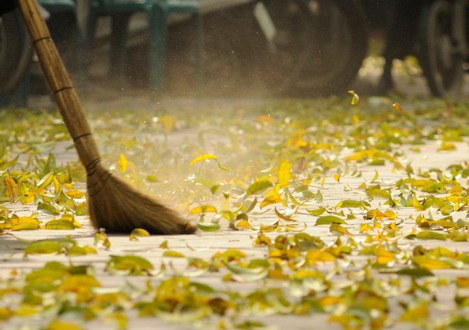 Người Hà Nội và “giấc mơ" về những thảm thực vật xanh ảnh 2