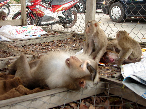 Người dân tự nguyện chuyển giao hai cá thể động vật rừng quý hiếm ảnh 1