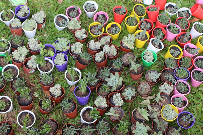 [Photo] Hơn 1.000 bạn trẻ "chung tay" làm sạch khuôn viên hồ Bảy Mẫu ảnh 15