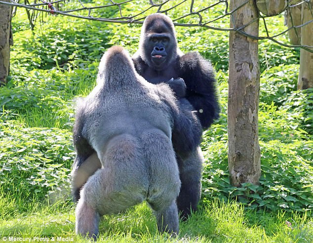 Hai con khỉ đột 'đấu quyền anh' để tranh giành thức ăn ảnh 2