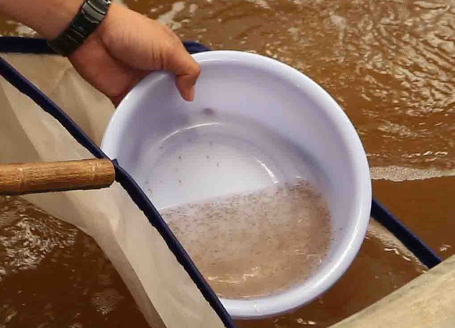 Tiêu hủy lượng lớn tôm giống không rõ nguồn gốc tại Phú Yên ảnh 1