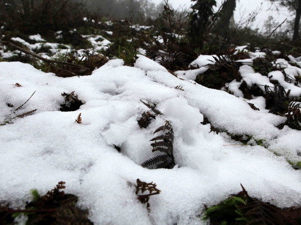 Mưa tuyết không ảnh hưởng nhiều đến hoa màu và gia súc ở Lào Cai ảnh 1