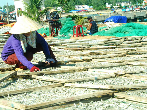 Ngư dân Quảng Ngãi phấn khởi vì trúng đậm "lộc biển" cá cơm ảnh 1