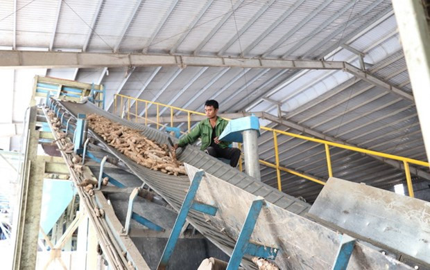 Cơ hội xuất khẩu sắn và tinh bột sắn sang thị trường Trung Quốc ảnh 1