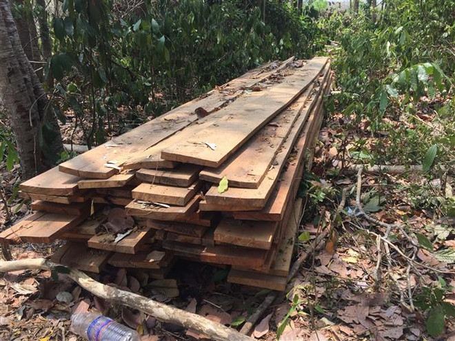 Lâm Đồng khởi tố cán bộ nông nghiệp vi phạm quy định về quản lý rừng ảnh 1