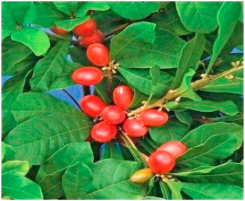 “Miracle Berry” - loại quả kỳ lạ biến vị chua thành vị ngọt ảnh 1