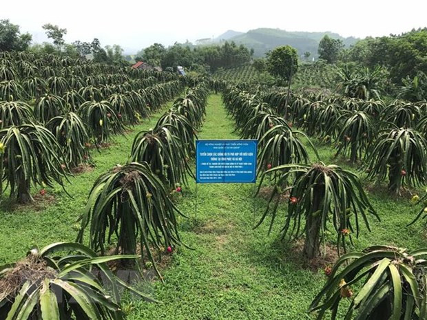 Vĩnh Phúc đẩy mạnh phát triển nông nghiệp ứng dụng công nghệ cao ảnh 1