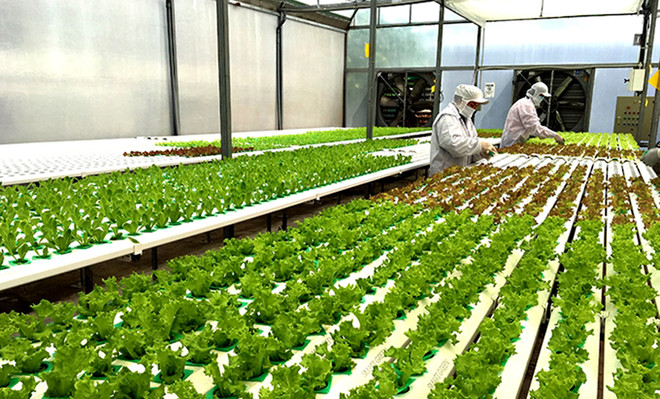 Vĩnh Phúc đẩy mạnh phát triển nông nghiệp ứng dụng công nghệ cao ảnh 2