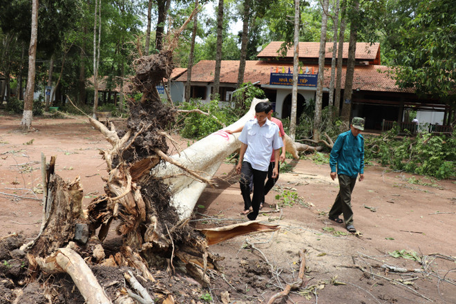 Hàng loạt cây cổ thụ gãy đổ trong Khu Di tích lịch sử TW Cục miền Nam ảnh 5