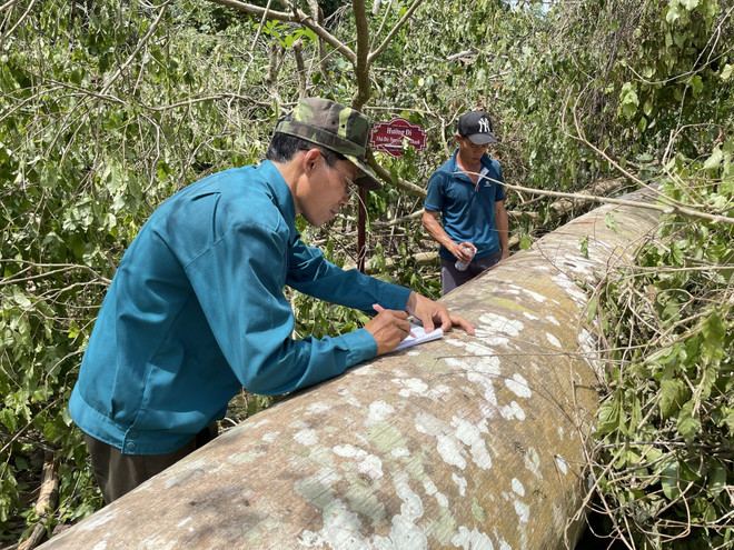 Hàng loạt cây cổ thụ gãy đổ trong Khu Di tích lịch sử TW Cục miền Nam ảnh 1