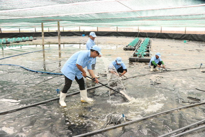 Bạc Liêu: Tôm liên tục giảm giá, người nuôi gặp nhiều khó khăn ảnh 2