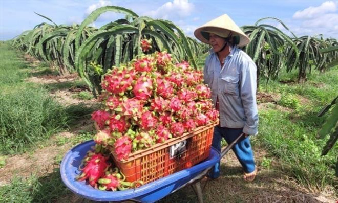 Việc xuất khẩu thanh long Việt Nam sang Anh vẫn diễn ra bình thường ảnh 1