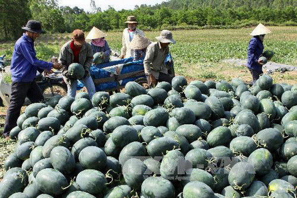 Ảnh minh họa. (Nguồn: TTXVN) Thời tiết bất thường khiến sản lượng dưa hấu Cà Mau giảm ảnh 1